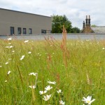 Green roofs – growing opportunities for the future