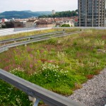 Swiss green roof for biodiversity
