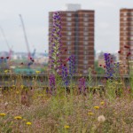 Green Roofs for London – Thames Water’s Twenty 4 Twenty programme