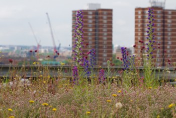 Extensive Green Roof in London