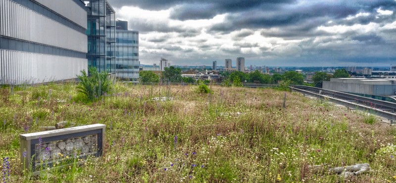 Green roof designed for biodiversity - London