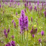 Orchids on green roofs – Part 1
