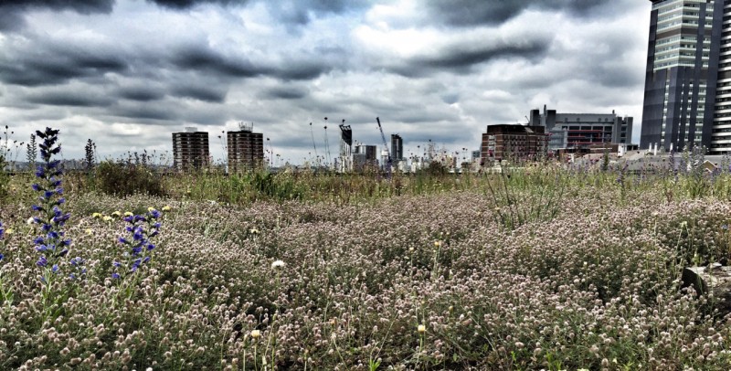 Skyline over a green roof in London 