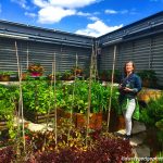 Food growing is possible on green roofs in London