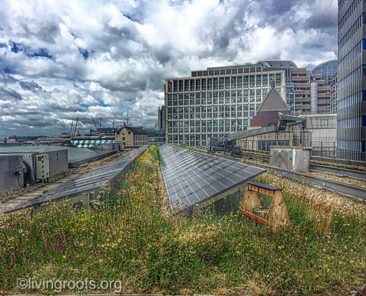 Singing sustainability - London green roof