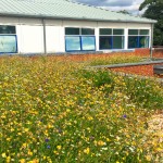 Schools – learning through green roofs