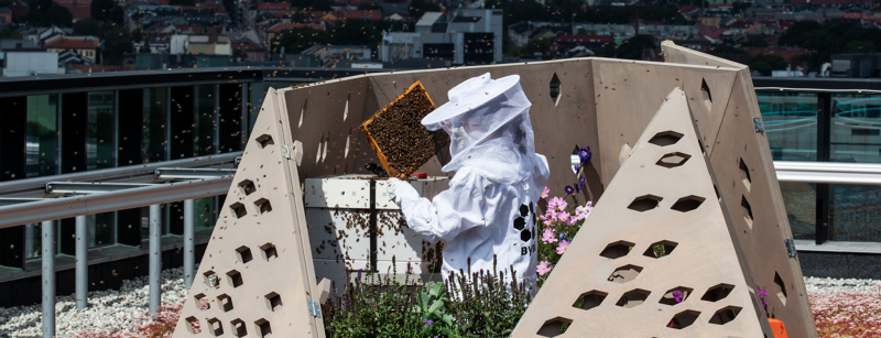 Honey Bees on an green roof in Oslo