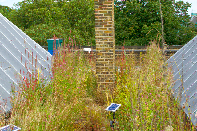 London - wetland green roof