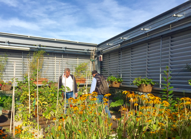 Farming on green roofs London