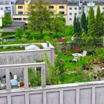 A garden roof in Linz – one of the leading green roof cities