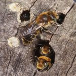 New bee for England – is it using green roofs in London?