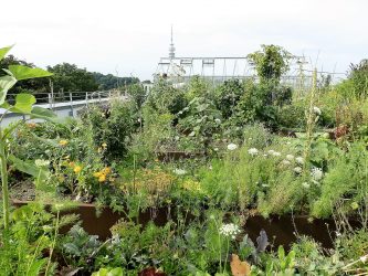 urban farming - green roof photos