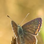 Bringing butterflies on green roofs right to the heart of Scotland