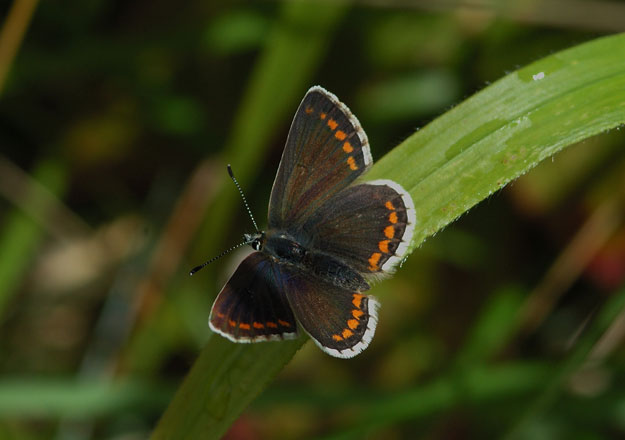 northern-brown-argus-upperwing1-jim-asher-butterfly-conservation-trust-edinburgh-roofs