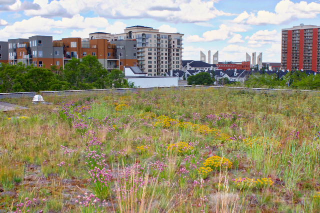 green performance - prairie style green roof 