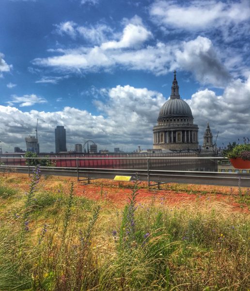 green roof for biodiversity - London