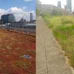 Green roof poll 1 – do the public think nature or engineering