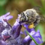 Is there a real wild buzz about researching bees on green roofs?