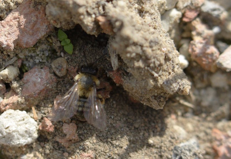 buzz of solitary bees on green roofs