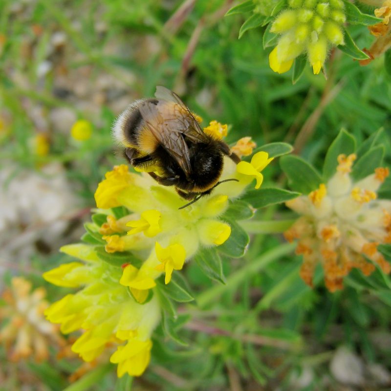 Wild bees on green roofs