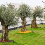 Tirana too is walking the green roof talk – Europe’s green cities