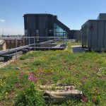 David Attenborough Building and  Cambridge green roof policy