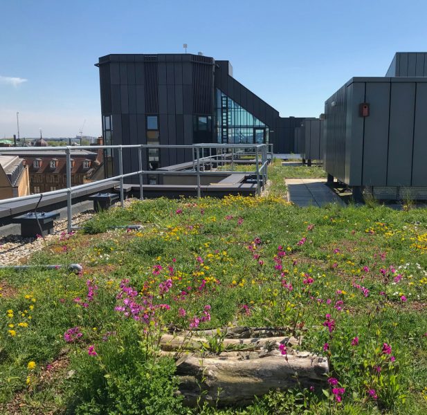 Cambridge green roof policy - green roof beacon