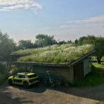 Small green roof guide – the Essex property that started it all