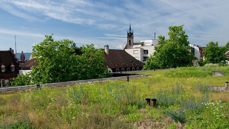 Native plants - biodiverse green roof Switzerland