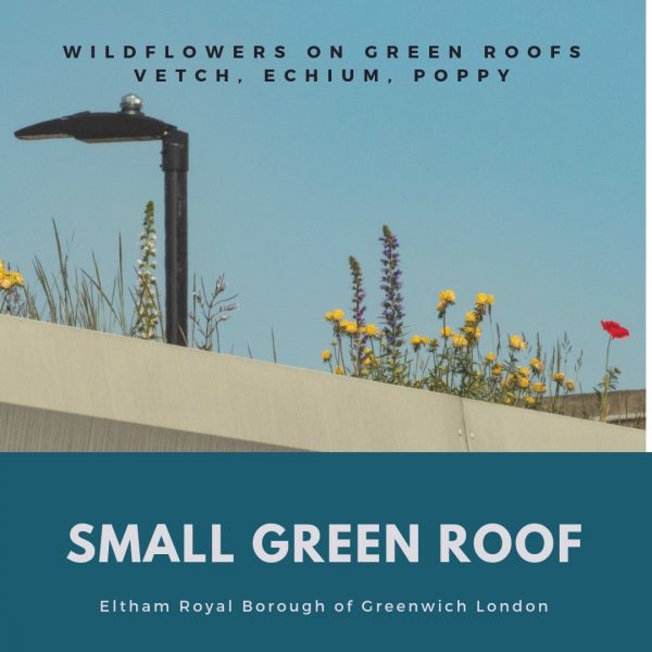 small green roof guide - eltham